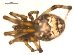 Parasteatoda tabulata f2 by Gergin Blagoev. Used under a CC BY-SA 4.0 license.