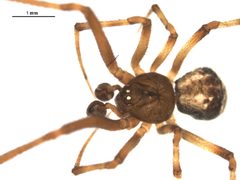 Parasteatoda tabulata m1 by Gergin Blagoev. Used under a CC BY-SA 4.0 license.