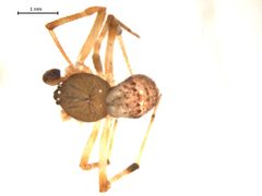 Parasteatoda tabulata m2 by Gergin Blagoev. Used under a CC BY-SA 4.0 license.
