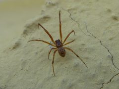 Parasteatoda tepidariorum Sadleri 03 by Syrio. Used under a CC BY-SA 4.0 license.