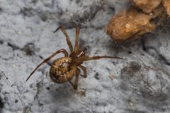 Parasteatoda tepidariorum female Bytom by Adrian Tync. Used under a CC BY-SA 4.0 license.
