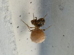 Parasteatoda tepidariorum with egg sac 03 by Syrio. Used under a CC BY-SA 4.0 license.
