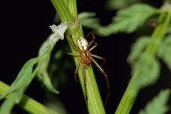 Araneae fg02 by Fritz Geller-Grimm. Used under a CC BY-SA 2.5 license.