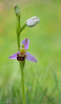 Ophrys apifera Bienen-Ragwurz 2014 by Tuxyso. Used under a CC BY-SA 3.0 license.