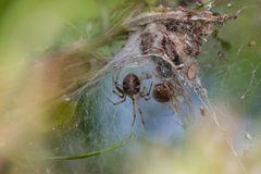 Phylloneta impressa or sisyphia female Bytom by Adrian Tync. Used under a CC BY-SA 4.0 license.