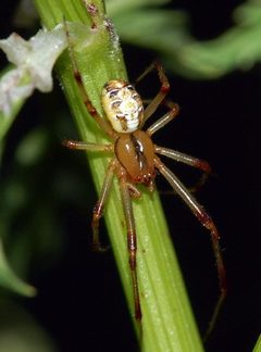 Theridion impressum M frei Araneae fg02 by Fritz Geller-Grimm. Used under a CC BY-SA 2.5 license.