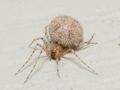 Platnickina mneon by Justin Williams. Used under a CC BY 4.0 license.