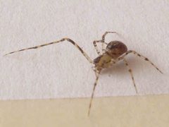 Platnickina tincta 1 by NobbiP. Used under a CC BY-SA 3.0 license.