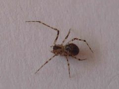 Platnickina tincta 3 by NobbiP. Used under a CC BY-SA 3.0 license.