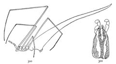 Common Spiders U.S. 300-1 Rhomphaea fictilium by James Henry Emerton (1847 – 1931). Used under a Public domain license.
