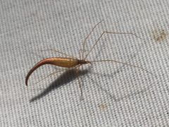 Rhomphaea fictilium by iNaturalist user: caterpillarscount. Used under a CC BY 4.0 license.