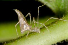 Rhomphaea projiciens by Justin Williams. Used under a CC BY 4.0 license.