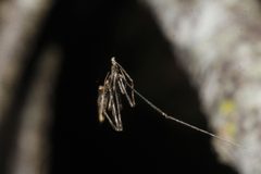 Rhomphaea projiciens 7123017 by Juan Cruzado Cortés. Used under a CC BY-SA 4.0 license.