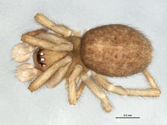 Robertus banksi by CBG Photography Group, Centre for Biodiversity Genomics. Used under a CC0 license.