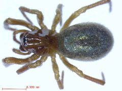 Robertus riparius 1 by M. Alex Smith, Centre for Biodiversity Genomics. Used under a CC BY-SA 3.0 license.