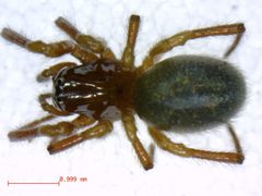 Robertus riparius 2 by M. Alex Smith, Centre for Biodiversity Genomics. Used under a CC BY-SA 3.0 license.