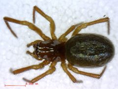 Robertus riparius 3 by M. Alex Smith, Centre for Biodiversity Genomics. Used under a CC BY-SA 3.0 license.