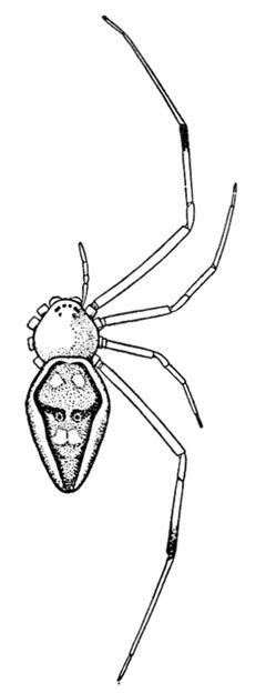 Common Spiders U.S. 302 Spintharus flavidus by James Henry Emerton (1847 – 1931). Used under a Public domain license.