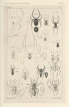 Hentz Plate 17 by Nicholas Marcellus Hentz. Used under a Public domain license.