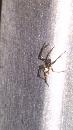 Foto Steatoda albomaculata maschio by Andrea EDASA. Used under a CC BY-SA 4.0 license.