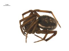 Steatoda albomaculata by Gergin Blagoev, Centre for Biodiversity Genomics. Used under a CC BY-SA 3.0 license.