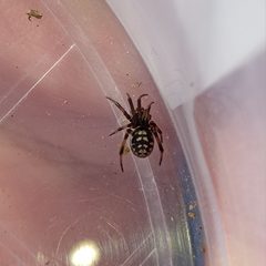 Steatoda albomaculata adult female dorsal view 1 by 0959kedi. Used under a CC BY 4.0 license.