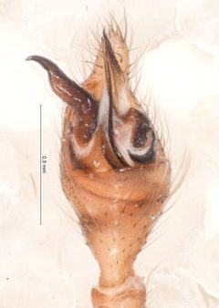Steatoda albomaculata male pedipalp 1 by Hemm, V.. Used under a CC BY 4.0 license.