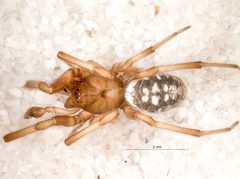 Steatoda albomaculata male preserved specimen 1 by Hemm, V.. Used under a CC BY 4.0 license.
