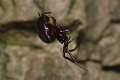 Steatoda bipunctata female lateral Bytom by Adrian Tync. Used under a CC BY-SA 4.0 license.