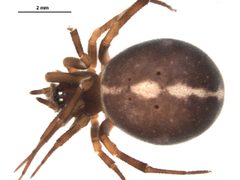 Steatoda bipunctata female preserved specimen 1 by Gergin Blagoev. Used under a CC BY 3.0 license.