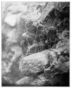 Common Spiders U.S. 276 Steatoda borealis by James Henry Emerton (1847 – 1931). Used under a Public domain license.