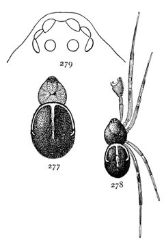 Common Spiders U.S. 277-9 Steatoda borealis by James Henry Emerton (1847 – 1931). Used under a Public domain license.