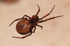 Cupboard spider Steatoda borealis 6758 by Paul Harrison. Used under a CC BY-SA 4.0 license.
