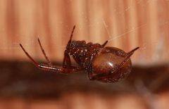 Cupboard spider Steatoda borealis 6762 by Paul Harrison. Used under a CC BY-SA 4.0 license.