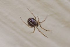 Steatoda castanea Bytom by Adrian Tync. Used under a CC BY-SA 4.0 license.