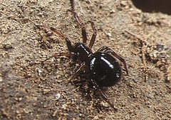 Steatoda.erigoniformis.female.-.tanikawa by Akio Tanikawa. Used under a CC BY-SA 2.5 license.