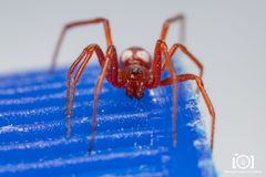 Steatoda erigoniformis male anterior view 1 by Daniel Roueche. Used under a CC0 license.