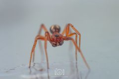 Steatoda erigoniformis male anterior view 2 by Daniel Roueche. Used under a CC0 license.