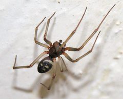 Steatoda.grossa by wikipedia. Used under a CC BY-SA 3.0 license.