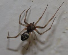 Steatoda grossa by wikipedia. Used under a CC BY-SA 3.0 license.