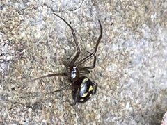 Steatoda grossa 63537831 by Rebecca Johnson. Used under a CC BY 4.0 license.