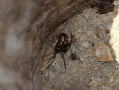 Steatoda grossa 64293308 by Nicolás Ramírez. Used under a CC BY 4.0 license.