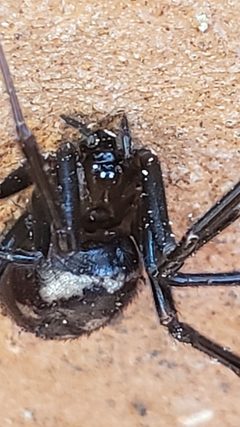 Steatoda grossa 96573481 by Rupert Clayton. Used under a CC BY 4.0 license.