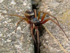 Steatoda nobilis by Photograph by Brenda Avery. Used under a Copyrighted free use license.