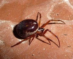 Steatoda nobilis - Flickr - gailhampshire by gailhampshire from Cradley, Malvern, U.K. Used under a CC BY 2.0 license.