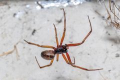 Steatoda nobilis France by Alexis Lours. Used under a CC BY 4.0 license.