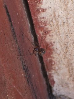 Steatoda triangulosa 2 by Syrio. Used under a CC BY-SA 4.0 license.