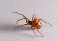 Steatoda triangulosa 5314 by NobbiP. Used under a CC BY-SA 3.0 license.