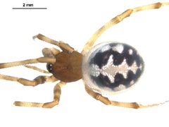 Steatoda triangulosa female preserved specimen 1 by Gergin Blagoev. Used under a CC BY 3.0 license.