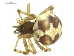 Steatoda triangulosa female preserved specimen 2 by Gergin Blagoev. Used under a CC BY 3.0 license.